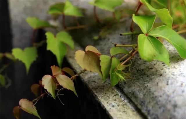 爬山虎怎么种植方法(爬山虎种植方法和注意事项)