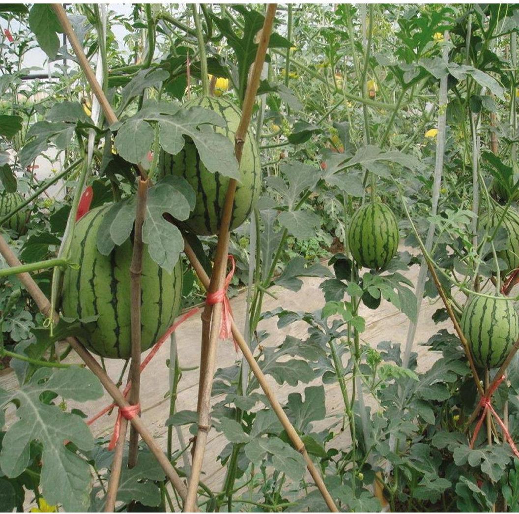 西瓜套种玉米种植技术(西瓜套种玉米种植技术与管理)