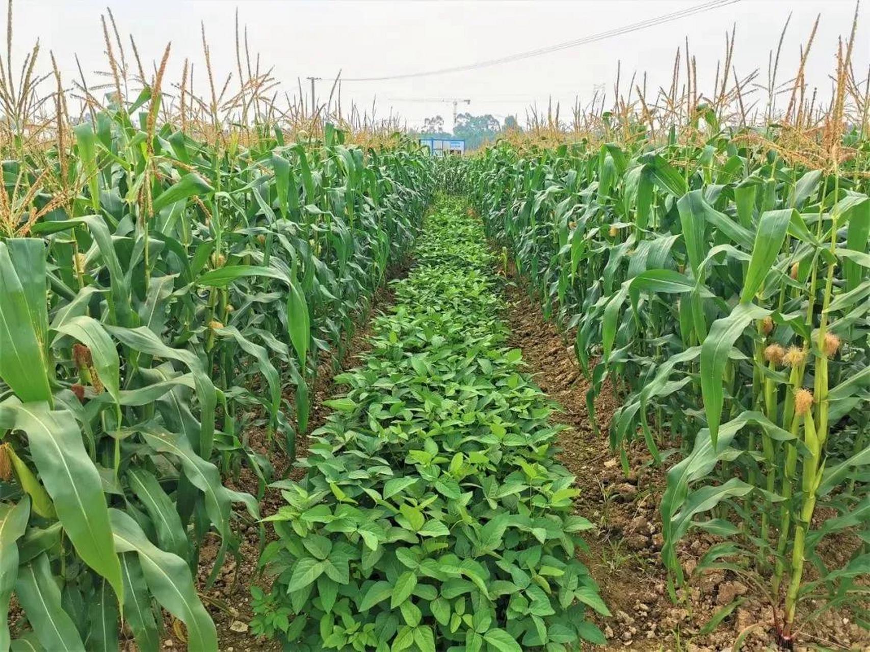 西瓜套种玉米种植技术(西瓜套种玉米种植技术与管理)