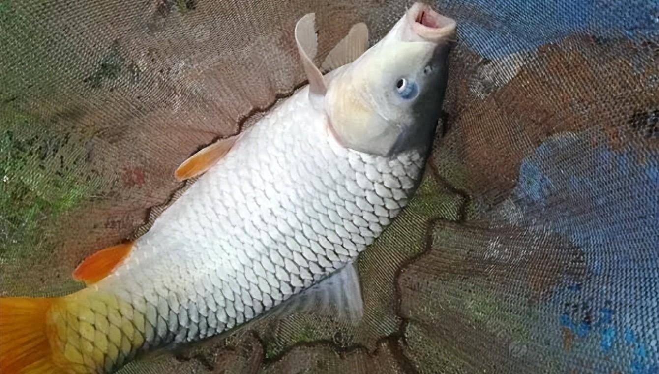 钓鲤鱼用那种玉米好(钓鲤鱼用哪种玉米效果好)