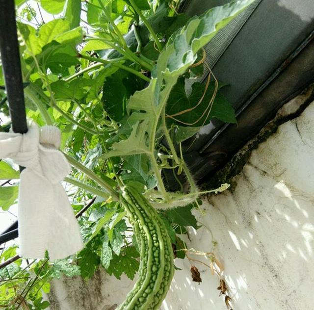 阳台苦瓜种植技术与管理法(阳台苦瓜种植技术与管理法规)