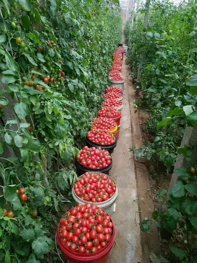 吉林省蔬菜种植区域(吉林省蔬菜种植时间表)