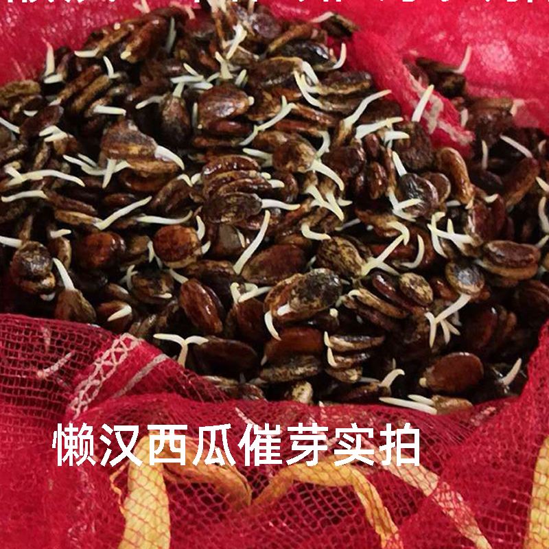 西瓜种子还是种苗(西瓜种子还是种苗好)
