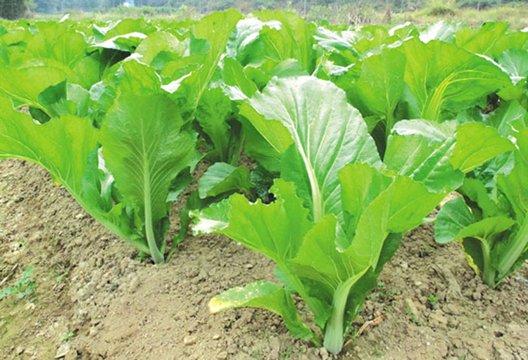 关于芥菜农村叫什么菜的信息