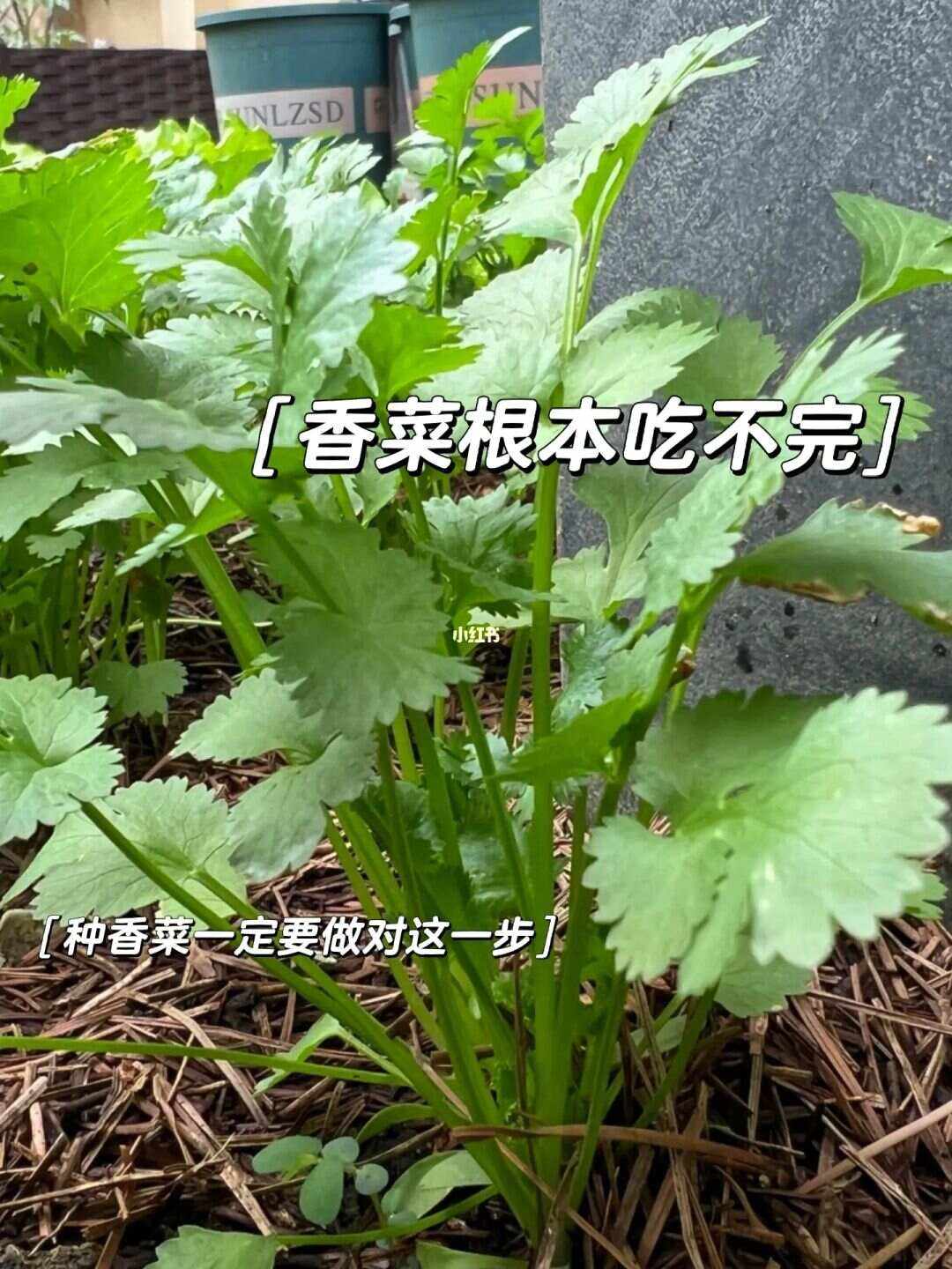 香菜现在种植可以吗(现在种香菜什么时候能采取什么措施)
