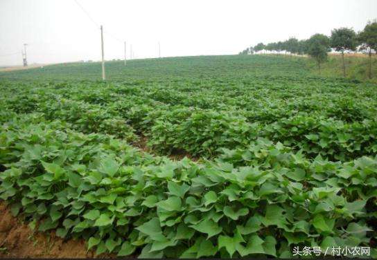 红薯苗怎么栽培高产(红薯苗怎么栽培高产的)