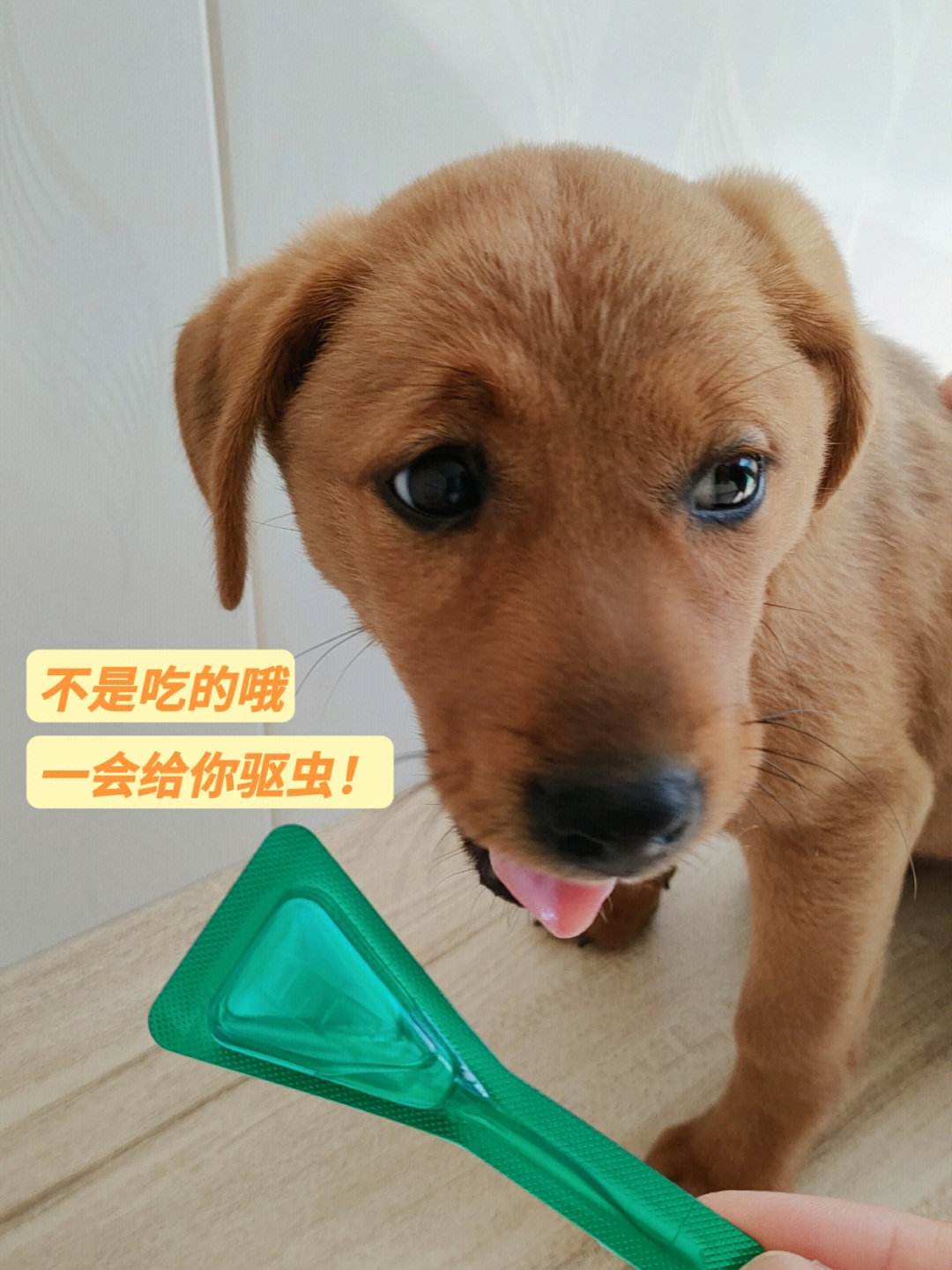 给狗杀虫(给狗杀虫用什么药玻璃药瓶的那种)
