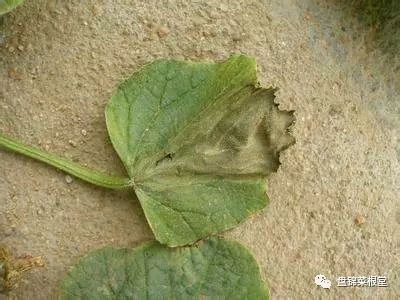 甜瓜病害防治(甜瓜病害防治特效药)