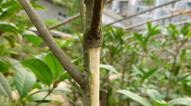 桂花怎么繁殖方法(桂花怎么繁殖方法视频)