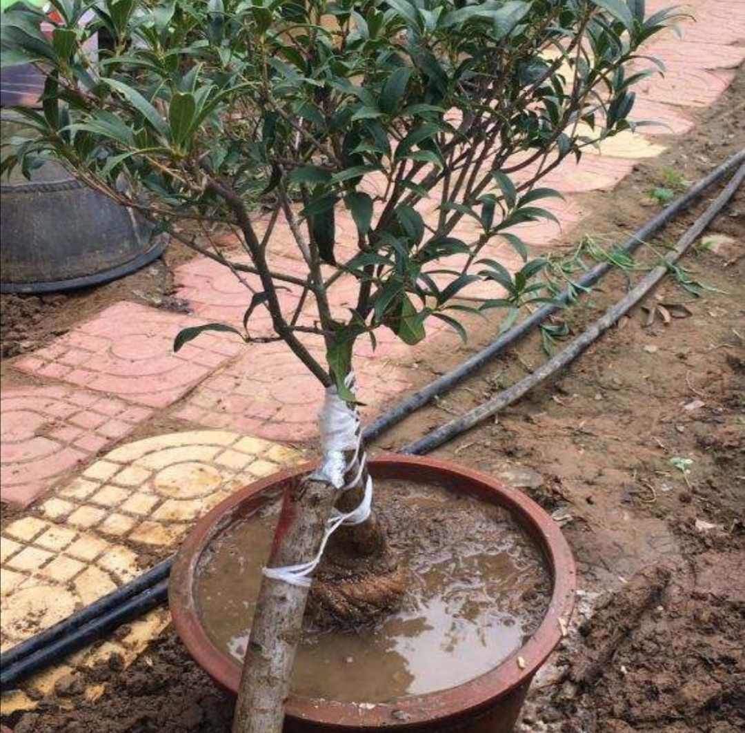 桂花怎么繁殖方法(桂花怎么繁殖方法视频)