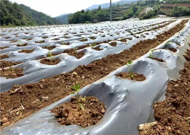 种辣椒地膜(种辣椒地膜三角孔怎么打)