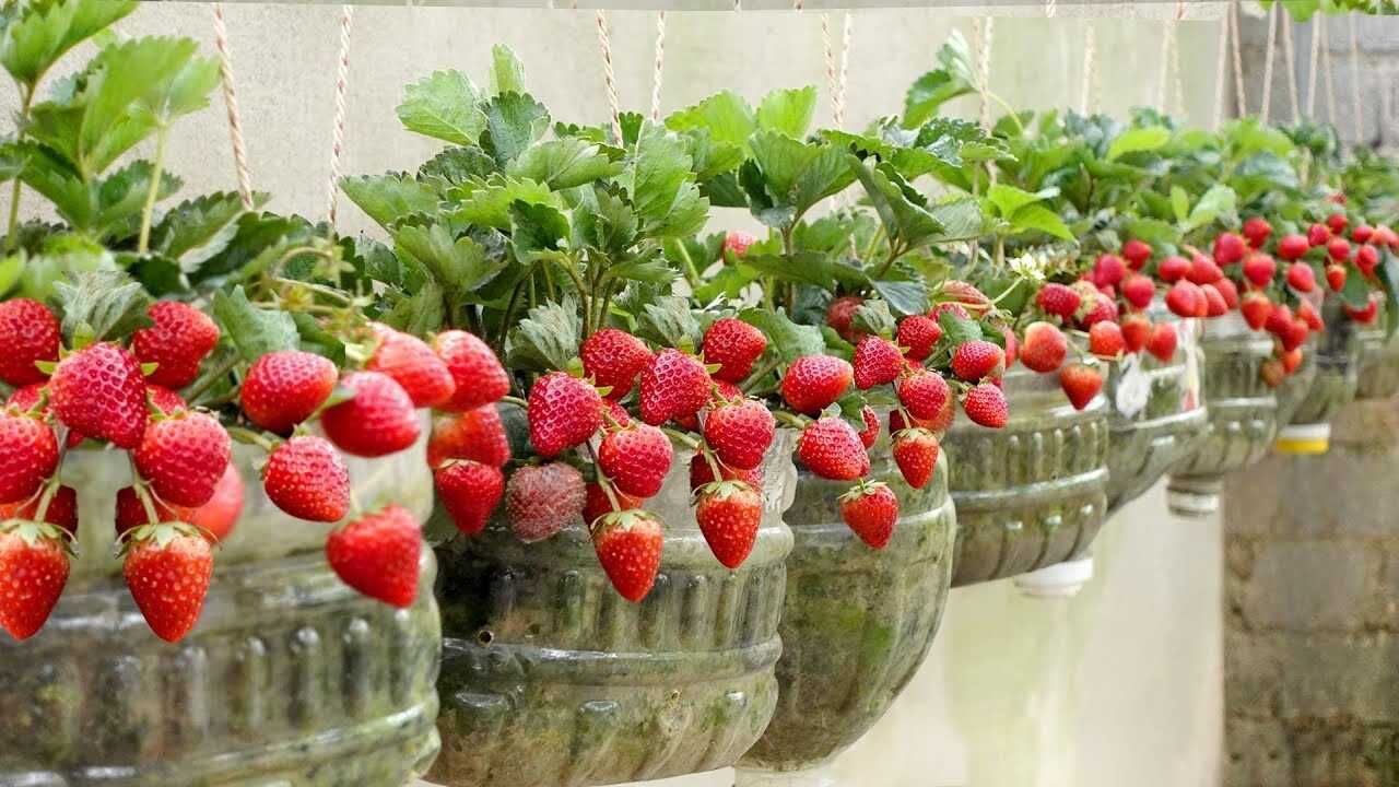 院子里种草莓好不好(院子里种草莓风水禁忌)