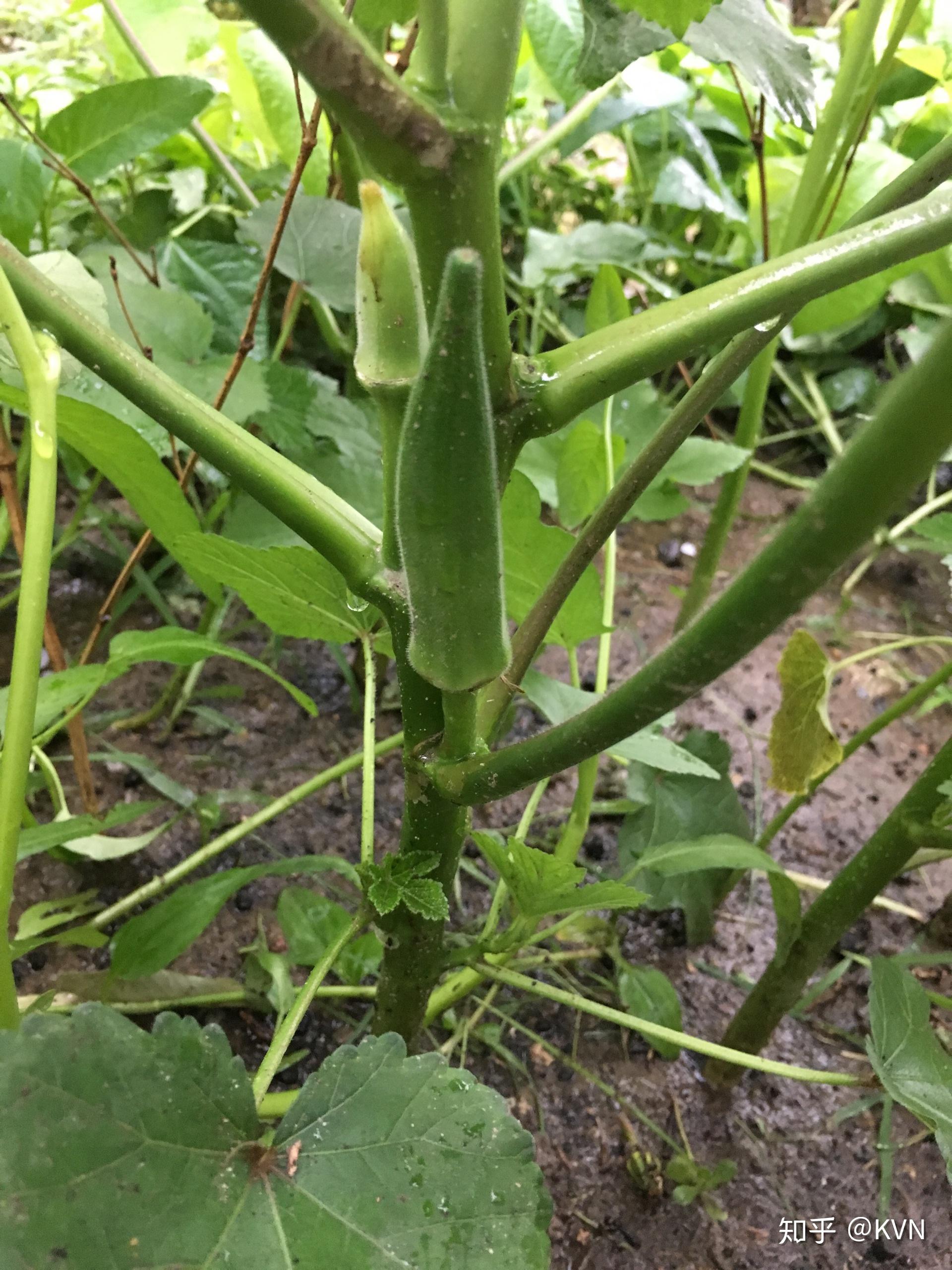 秋葵种植要多深(种秋葵得用多深的盆)