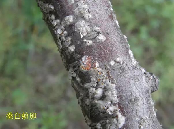 常见虫害防治(虫害防治有哪些)
