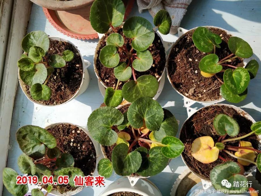 萝卜海棠种子怎么种(萝卜海棠的养殖和浇水)