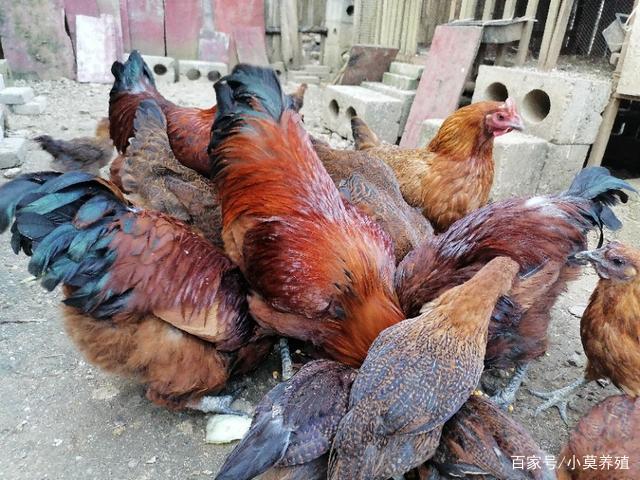 养鸡怎么喂(养鸡怎么喂饲料)