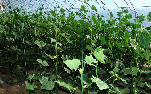 黄瓜种植施肥(黄瓜种植施肥方法)