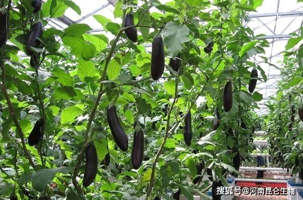 茄子的种植技术和管理方法(茄子的种植技术和管理和图文讲解)