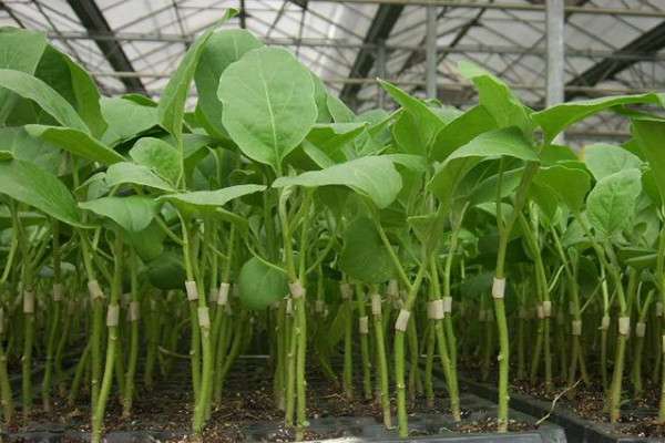 茄子的种植技术和管理方法(茄子的种植技术和管理和图文讲解)