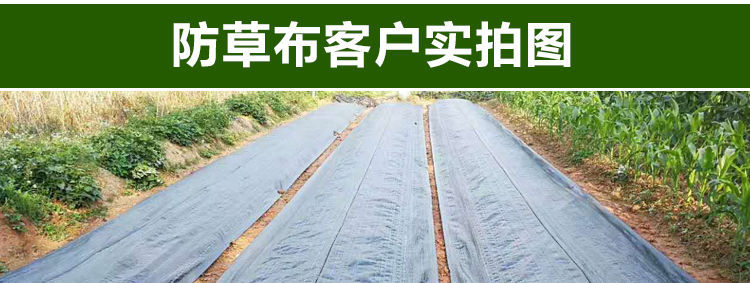 除草布真的能除草吗(除草布真的能除草吗图片)