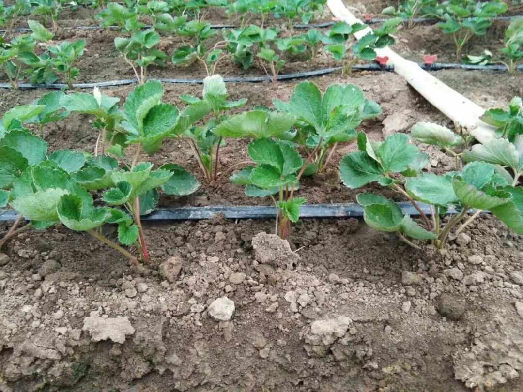 冬季怎样种植草莓苗(冬季怎样种植草莓苗呢)