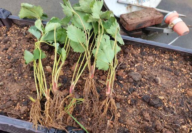 冬季怎样种植草莓苗(冬季怎样种植草莓苗呢)
