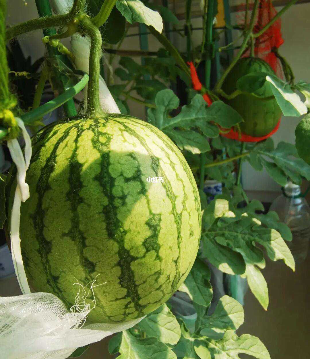 阳台西瓜种植技术(阳台西瓜种植技术与管理方法)