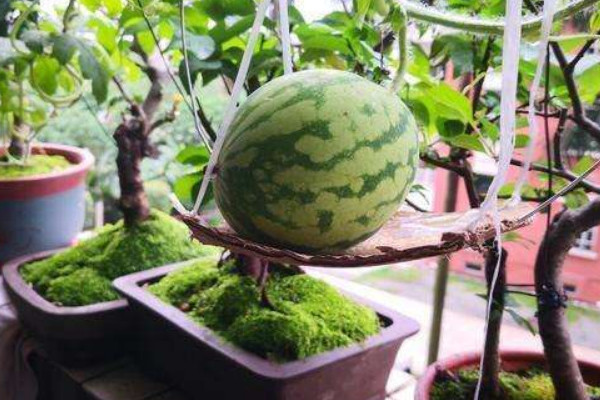 阳台西瓜种植技术(阳台西瓜种植技术与管理方法)