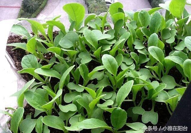 3月种植什么蔬菜(当季种植蔬菜有哪些)