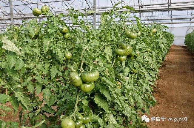 西红柿的种植时间和种植方法(西红柿的种植时间和种植方法是什么)