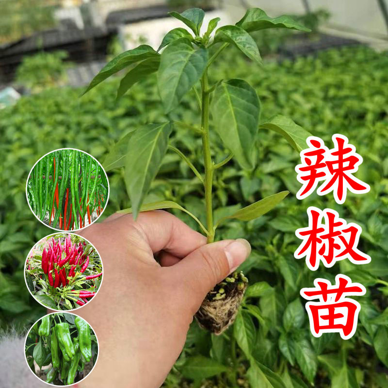 辣椒苗如何种(辣椒苗如何种成盆景)