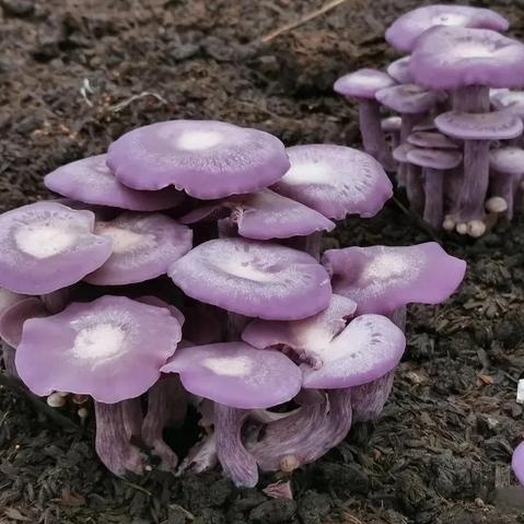 室内适合种植什么菌类(室内适合种植什么菌类植物)