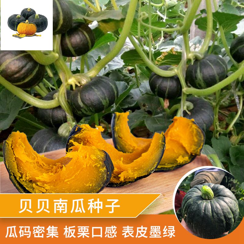 贝贝南瓜怎么种植(贝贝小南瓜种植收益)