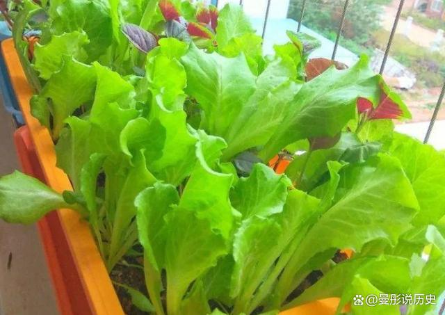 家庭水培生菜的种植方法(家庭水培生菜的种植方法视频)