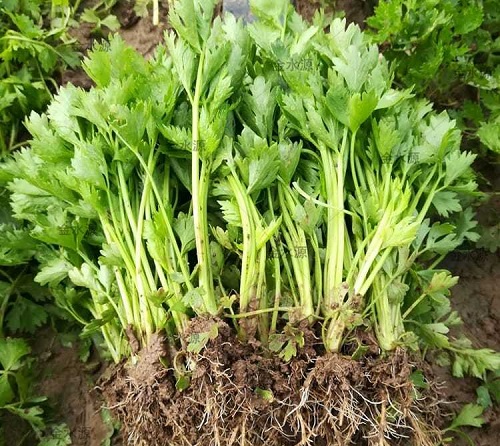 芹菜的施肥方法(芹菜管理和施肥方法)