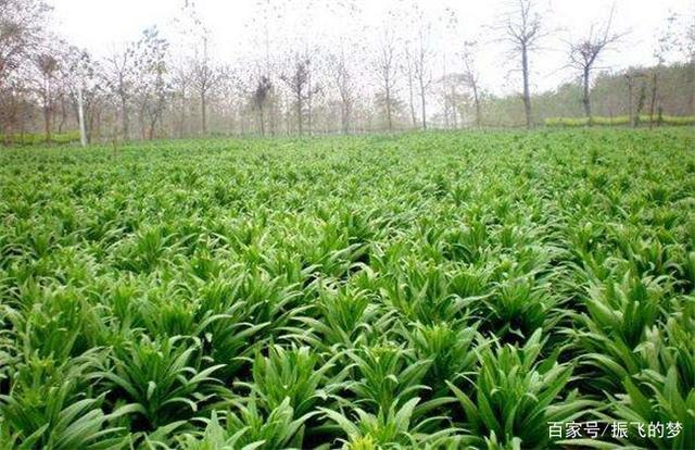 香菜什么时候种植(香菜什么时候种植最好)