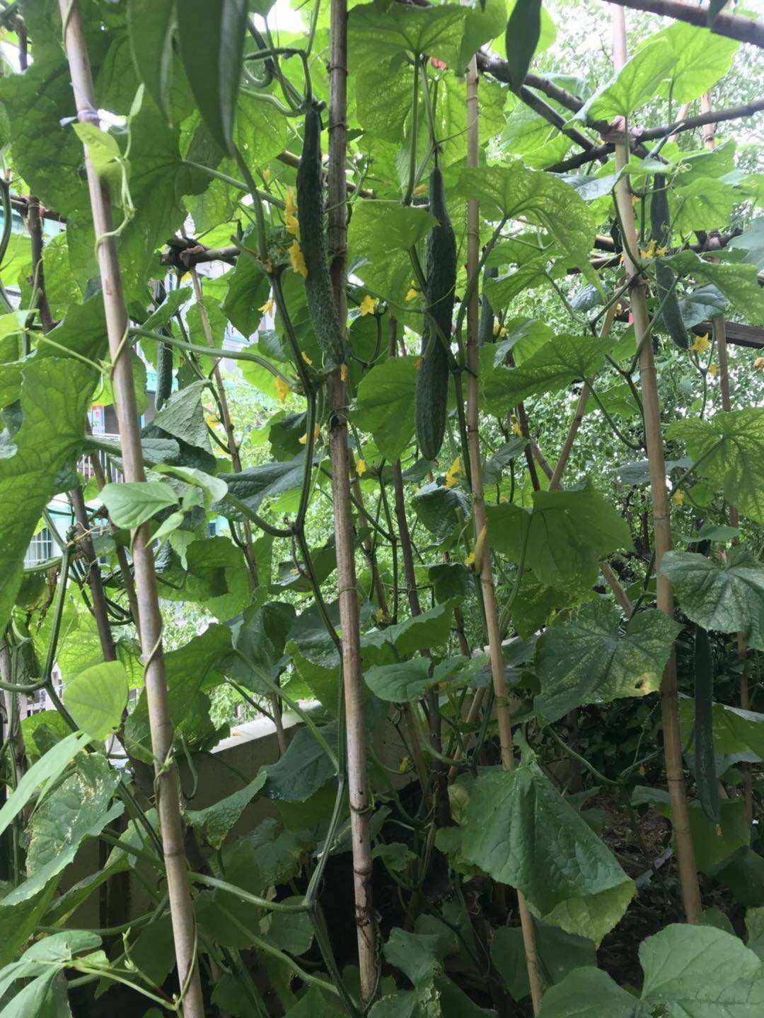 黄瓜怎么种出来的(黄瓜怎么种植才能出苗)