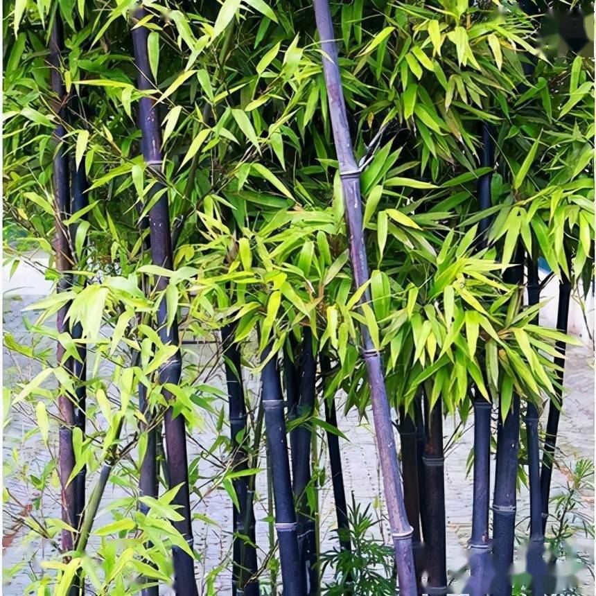 什么竹子不长土里(什么竹子不长土里的根)