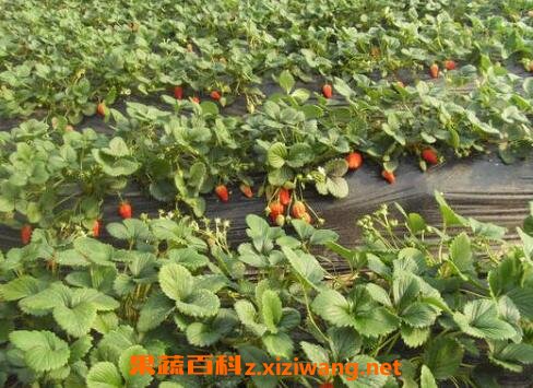 江西草莓种植时间(江西草莓种植时间和地点)