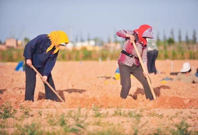 盐碱地适合种土豆吗(盐碱地适合种土豆吗为什么)