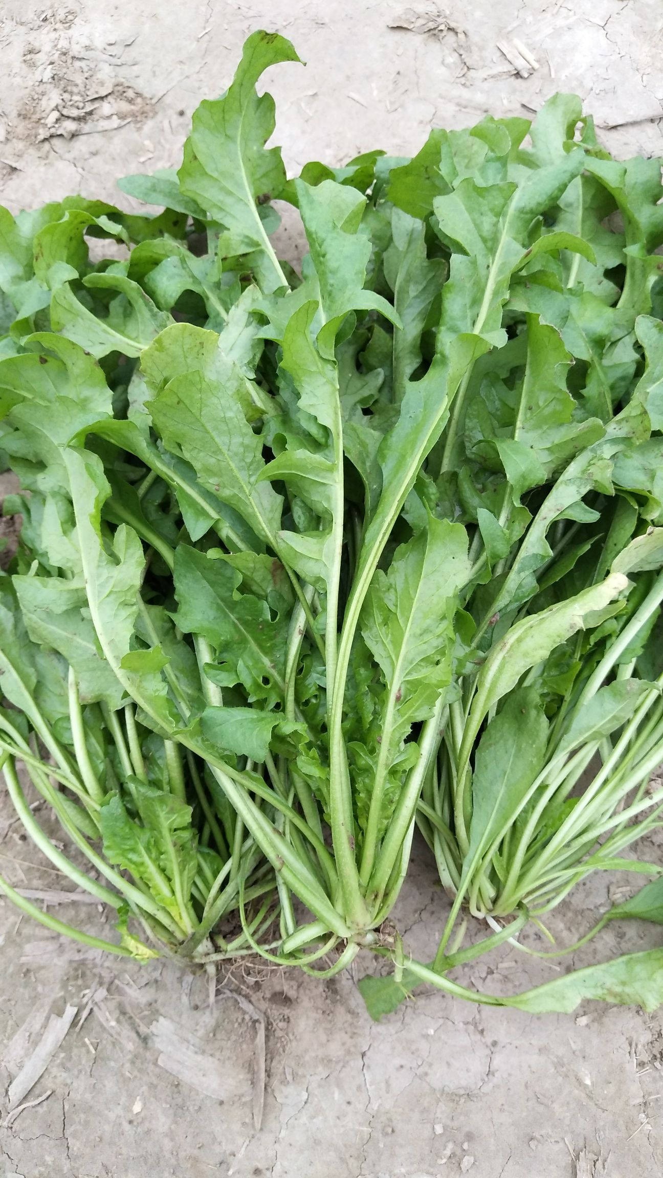河南芥菜图片(河南芥菜什么时候收获)