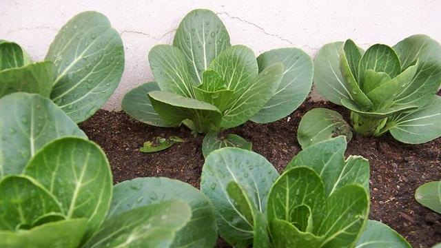 冬天有什么蔬菜可以种植(冬天有什么蔬菜可以种植的)