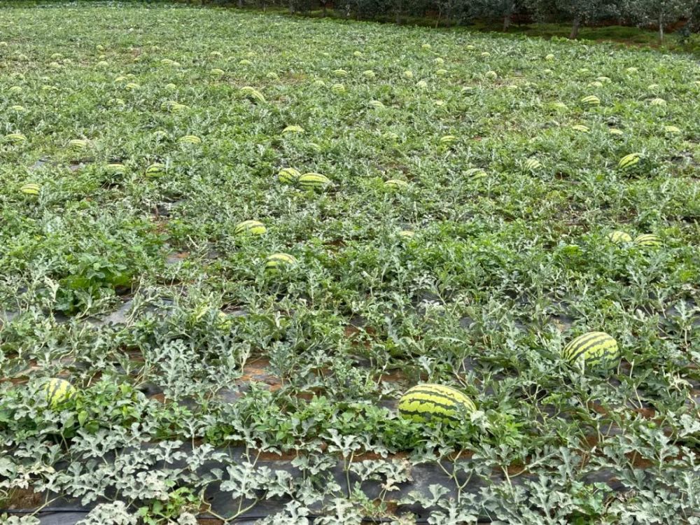 西瓜主要种植地(西瓜主要种植地在哪里)