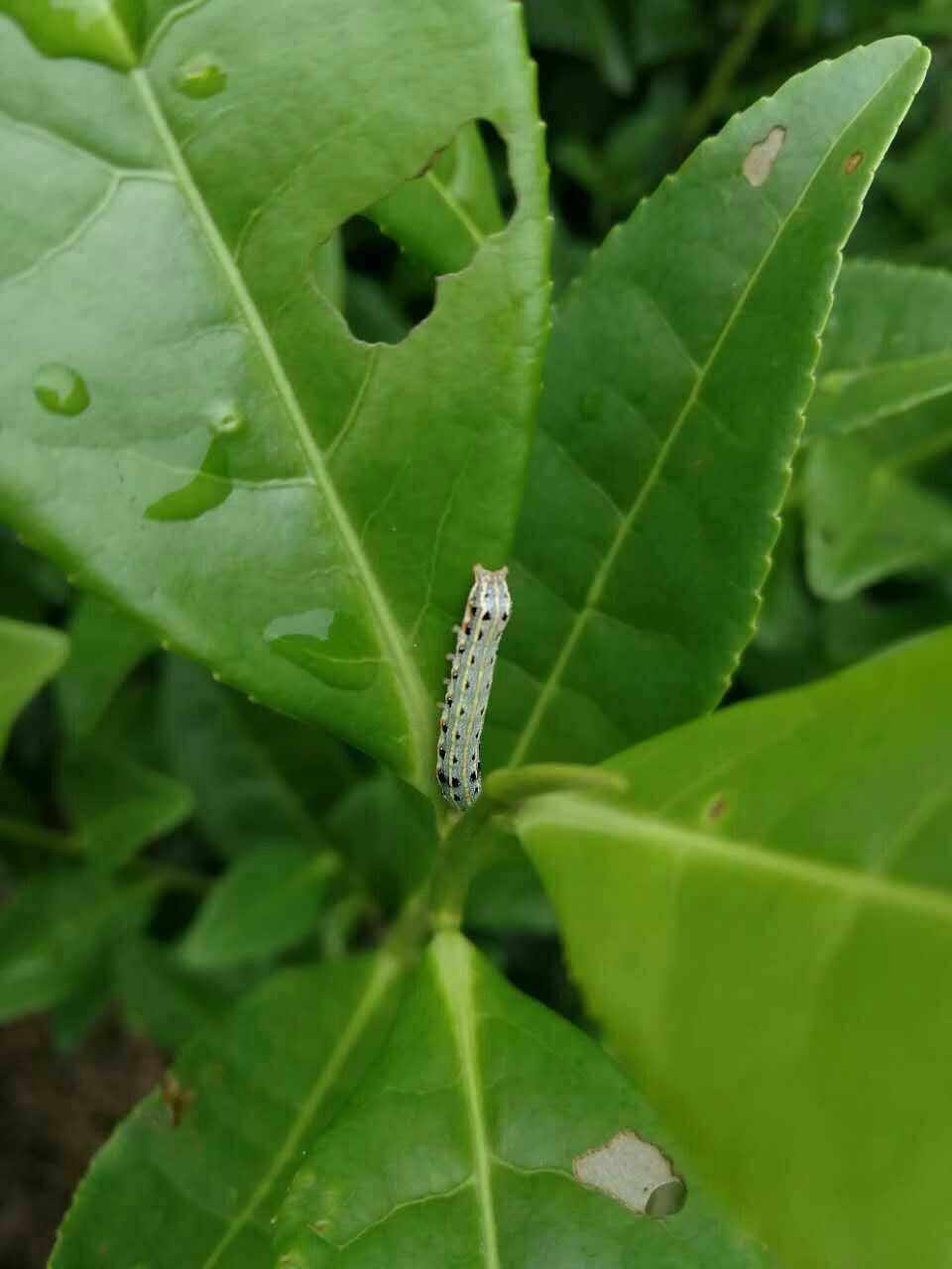最近的虫害(最近出现的毒虫)