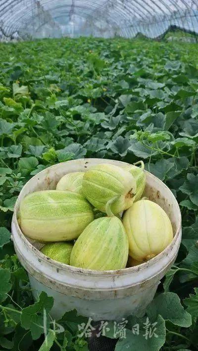东北适合种植什么品种的香瓜呢(东北适合种植什么品种的香瓜呢图片)