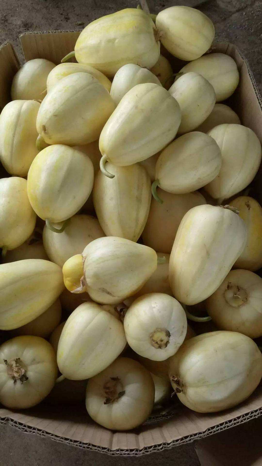 东北适合种植什么品种的香瓜呢(东北适合种植什么品种的香瓜呢图片)