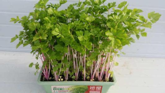 盆栽芹菜怎样种植(盆栽芹菜怎样种植视频)