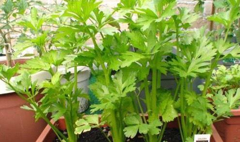 盆栽芹菜怎样种植(盆栽芹菜怎样种植视频)