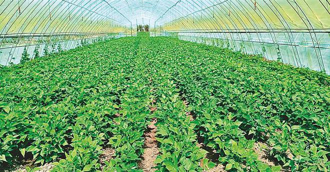 哪个地方7月份大量种植蔬菜的简单介绍