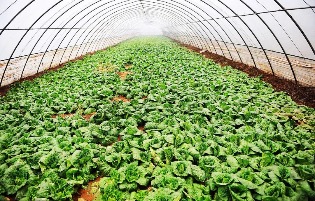 哪个地方7月份大量种植蔬菜的简单介绍